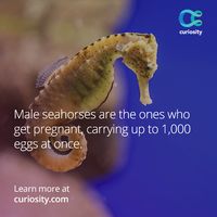 Mothers deliver the babies (for humans, anyway), but the father's role is also critical. Children raised with involving, nurturing fathers have higher IQs, and better linguistic and cognitive skills: https://curiosity.com/playlists/the-importance-of-fathers-8-AvMy4b/lessons-from-a-father-big-think?utm_source=pinterestutm_medium=pinterestutm_campaign=062014pin