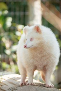 Albino Raccoon Dog - Tanuki