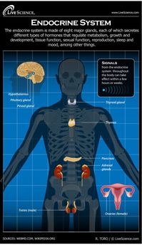 What Is Your Pineal Gland Used For?| The WHOot