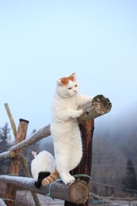 おっと - かご猫 Blog