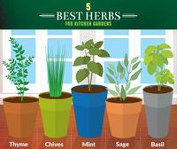 5 Best Herbs for Your Kitchen Garden // Looking to keep fresh herbs within arms reach of your cooking space? Try planting thyme, chives, mint, sage and basil... These herbs work the best!