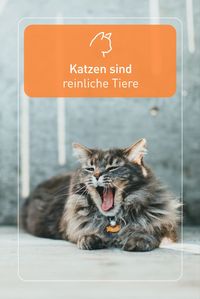 Damit sich Samttiger rundum wohlfühlen, sollte auch der Katzenschlafplatz stets gepflegt und sauber sein. Das kann Katzenfreunde ganz schön auf Trab halten. Denn wo sich Katzen genüsslich rekeln, sammelt sich schnell ein Filz aus Haaren an.