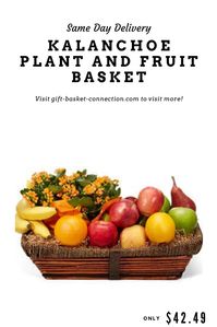 Pair beauty and bounty together as one in our Beautiful Kalanchoe and Bountiful Fruit Basket! This thoughtful, humble gesture is great for any occasion. Your recipient's blooming kalanchoe plant and fresh assortment of fruit are proudly displayed and delivered in a keepsake basket. Make them smile today! Please note: fruit variety may vary. Includes: • Fresh Fruit Variety • Blooming Kalanchoe Plant • Reusable Basket • Delivery Today Available