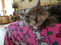 20 Closeups Of Cats With Beautiful Eyes | CutesyPooh