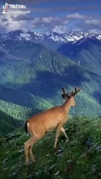 🌳Almost like in a Disney movie🦌Follow @ecosenpai❗ 😅The best video about nature: amazing nature videos forests beautiful places | beautiful nature videos mountains | calm aesthetic nature videos | nature videos flowers spring | natural videos forest sunrises | relaxing nature videos | tik tok amazing nature videos | beautiful nature videos paradise | aesthetic nature videos wanderlust | aesthetic nature videos fairy tales | green aesthetic nature videos | earth aesthetic nature videos#narure