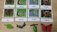 Classroom Ideas for a Butterfly Unit