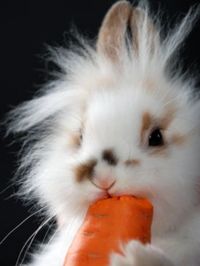 Yum Yums. What a cute lion head bunny.......
