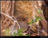 Procavia capensis subsp. jayakari at Ain Garziz, Salalah, … | Flickr
