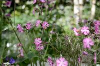 Silene dioica