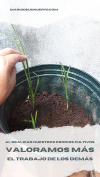 Es probable que al comer o cocinar, no hayamos estado pensando en el trabajo que hubo "tras bastidores" en la producción de los alimentos que consumimos. Quizá. #Valoramos el #trabajo de las demás personas, al trabajar en nuestro #HuertoCasero.