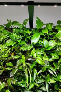 Our mobile living wall comes with a built-in LED light to nurture your plants and provide an aesthetic appeal to the wall as well. Follow the link to our shop to get yours now. . . #mobilegreenwall #mobilelivingwall #greenwall #homedecor #livingwall #indoorgarden #greendesign #officespace #wall #ginkgosustainability #environment #sustainability #biophilia #biophilicdesign #wellness #wellbeing #interiordesign #ginkgosustainability #greenery #architecturedaily #greenwalls #ginkgo