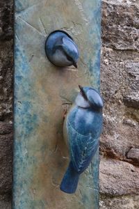 Bronze Blue Tit