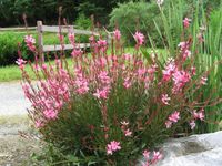 Des idées pour réaliser un massif 4 saisons | Jardinier Conseil