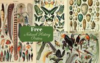 This is a fabulous free printable collection of natural history posters. More specifically, birds, insects and butterfly posters by Adolphe Millot.