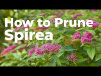 Pruning Spirea: Check out this no-fail advice for pruning spirea to get more flowers and keep its habit tidy throughout the season.
