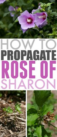 How to Propagate Rose of Sharon - The Creek Line House