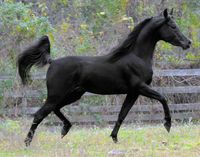 This is Elizabeth's first horse in the series, a beautiful, swift midnight black mare. Elizabeth loses her to the British when she's captured.