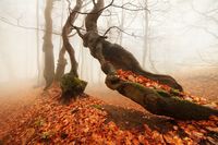 Autumn and Halloween all year long — “Autumn forest” by Daniel Řeřicha / CC BY-NC-ND...
