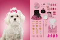 A vida de 6 cães em fotos #vida #cão #objetos