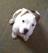 white and brown bully breed