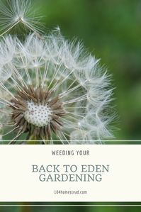 You'll be amazed how little you need to weed your Back to Eden garden. Instead of weeds, you'll find fungi... and that's a good thing!
