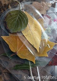 Laminated leaves for studying forestry