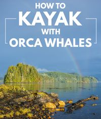 Kayak the whale superhighway with Spirit of the West Adventures and find Orcas, dolphins and much much more.