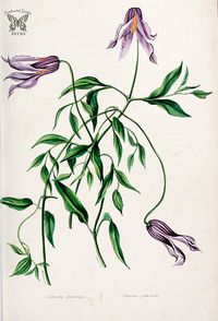 Blue Jasmine. Clematis crispa. Herbier général de l’amateur. Deuxième Série, vol. 1 (1839-50)