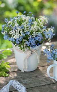 Von April bis Juni blüht Waldmeister – dann, wenn auch Vergissmeinnicht den Garten mit himmelblauen Blütenwolken schmücken. Gemeinsam in die Vase gestellt, bilden sie ein romantisches Duo