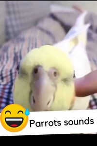 PARROTS SOUNDS 😅😅 funny animal videos | funny animal videos can't stop laughing hilarious | cute animal videos animal videoys | baby animals videos | wild animal videos | pet videos | funny and dog videos | animal videos funny dogs | videos animales | | animals aesthetic videos | animals friendship videos. #cuteanimalsvideos#cuteanimals#animalsvideos #funnyvideos#cutevideos#funny