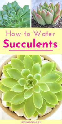 Watering succulents the right way is crucial! Find out how to water your succulents so you can keep them looking their best!