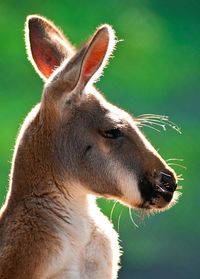KANGAROO (Kangoeroe)