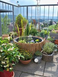 Unser kleiner Minniteich auf dem Balkon.