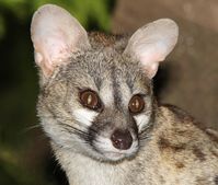 Genet | Photographed in our garden about two hours ago. | David Gill | Flickr
