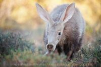 "The diurnal sighting of an aardvark is a rare sight indeed." East African Wildlife; www.bradtguides.com
