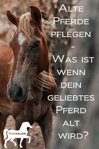 Alte Pferde pflegen? Was tun wenn Dein geliebtes Pferd alt wird? Finde hier wertvolle Tipps, wie Du Dein Pferd am besten unterstützen kannst. #pferd #pferdesprüche #pferdepflege