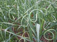Planting Garlic How to Plant Garlic Pictures | The Old Farmer's Almanac