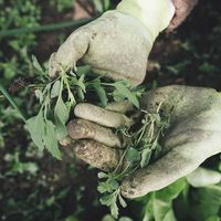 Discover the ten principles that promote restoration and stewardship of disaster torn local environments.
