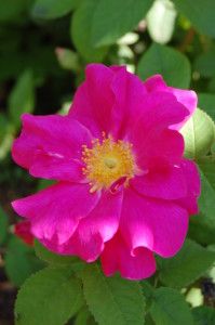 Herbs, Roses, Apothecary's Rose. Apothecary’s Rose in honor of its history and utility. Blooms only in spring, but makes many hips used in jellies. Petals dried for potpourri.