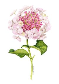 Cutting of Plant Illustrations | Rathbone Square Garden on Behance