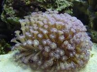 Goniopora Coral - died