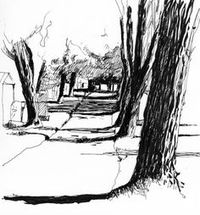 Drawing Trees