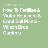 How To Fertilize & Water Heuchera & Coral Bell Plants - Wilson Bros Gardens