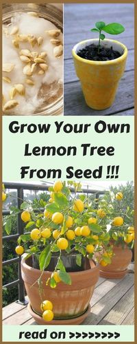 Diy & Craft Tips & Hacks Reuse & Recicle Fashion & Beauty Health Food Art Holidays Creative People DIY "Creativity is intelligence having fun "-Albert Einstein