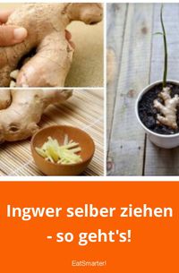 Ingwer selber ziehen - so geht's! Auf der Fensterbank, im Gemüsegarten oder Gemüsebeet: So kannst du Ingwer selber anbauen. | eatsmarter.de #ingwer #gemüsegarten #gemüsebeet #fensterbank #balkongarten #ingwerknolle