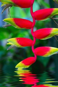 Great flower