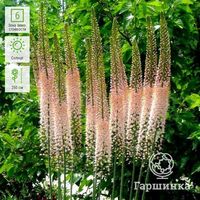 Buy Eremurus Roford in the nursery. Postal delivery | Online store of garden plants