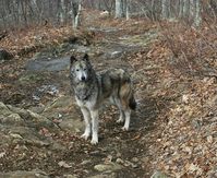 Wolf/Malamute mix