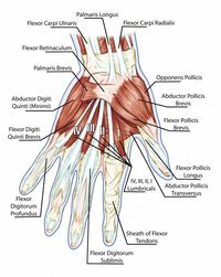 We're going to take a closer look at grip strength - with particular attention to your hand digits (fingers and thumb) and their intrinsic muscles.