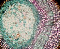 Wood cell structure